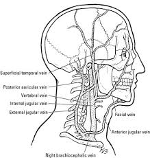 The left and right common carotid arteries ascend up the neck, lateral to the trachea and the oesophagus. Nerves And Blood Vessels In The Root Of The Neck Dummies