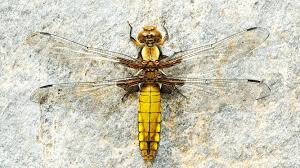 Maybe you would like to learn more about one of these? Libelulas Y Caballitos Del Diablo