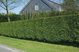 Podocarpus gracilior (fern pine), ligustrum japonicum (japanese privet). What Is The Best Privacy Hedge For The Us Northeast Gardening Landscaping Stack Exchange