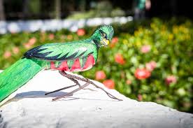 Die deklination des substantivs vogel ist im singular genitiv vogels und im plural nominativ vögel. Piaggio Tuk Tuk Painted With The Flag Of Portugal Creative Commons Bilder