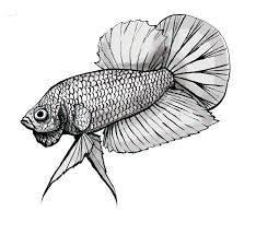 When the light hits just right, he shimmers! Plakat Betta On Behance