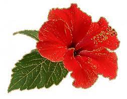 Glitter Graphics Graphic Hibiscus Plant Hibiscus Parts Of A Plant