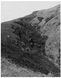 Image result for Vittaria guineensis