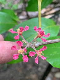 Image result for Psychotria palustris