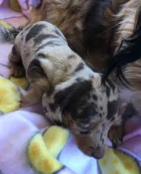 Share it or review it. Beautiful Dachshund Puppies Home Facebook