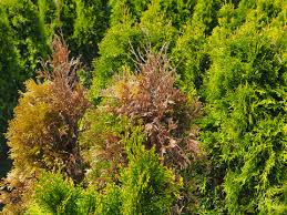 Image result for thuja drying out dead dried symptoms)