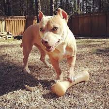 We did not find results for: Fakten Zum Pitbull Chihuahua Mix Hunde Zentrale