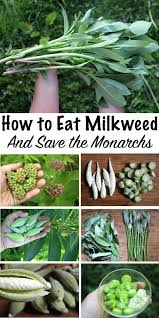 Eat Milkweed Help Save The Monarchs Edible Wild Plants Wild Food Foraging Herbs