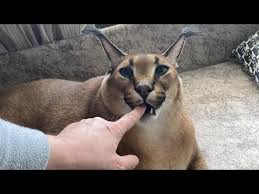 26 Caracal Hissing Royalty-Free Photos And Stock Images | Shutterstock
