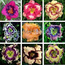 Flowers Girl Picture More Detailed Picture About Precious 24 Different Colors Japanese Bonsai Potted Hibiscus Seed Courtyard Garden Flowers 50pcs Picture In B