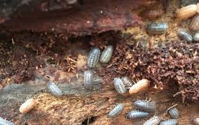 25 Ct Isopod Culture Wild Caught Isopods Vivarium Feeder Rolly Poly Pillbug Vivarium Wild Caught Springtails