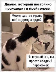 Котоматрица. лучшие Котоматрицы :)) - Страница 579 - Юмор - Diesel Forum -  Страница 579