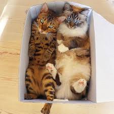 Pin By Victoria Graham On Kedi Crazy Cats Cats Pretty Cats