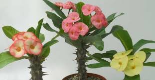 Plants with long taproots may prefer to be planted in long toms. 5 Secrets To Get A Crown Of Thorns To Bloom World Of Succulents