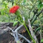 Image result for Kleinia abyssinica