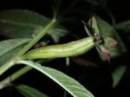 Image result for Ludwigia erecta