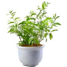 Saat ini banyak jenis bunga hias yang bisa kita dapatkan di toko bunga. Tanaman Bunga Berbau Harum Bibit Online