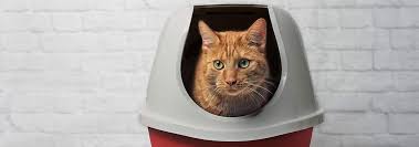 Laboratory tests help veterinarians determine how long a cat has had a blockage. Male Cat Urinary Blockages Causes Symptoms Treatment