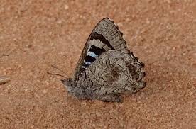 Image result for Halopegia azurea