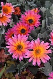 Image result for Arctotis