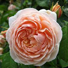 Sweet Juliet Ausleap Petales De Roses Juliet Rose Planting Roses David Austin Roses