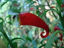 Image result for Impatiens zombensis