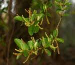 Image result for Antidesma venosum