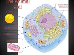 Diagrams could also be used in a lab setting or as a lab quiz. The Cell Fourth Grade Ppt Download