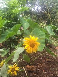 Image result for Tinnea zambesiaca