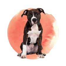 Maybe you would like to learn more about one of these? Mobile Euthanasia Veterinarian Redlands Ca 92373 Serene Passages