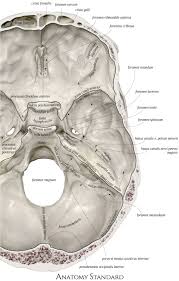 In the adult, the skull consists of 22 individual bones, 21 of which are immobile and united into a single unit. Pin On Topography Of The Skull