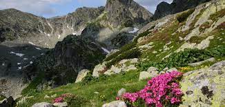 Aceasta situatie va duce in curand la masuri severe din partea comisiei europene, masuri ce pot duce chiar la sistarea finantarilor pentru romania. 23 De Noi Arii Naturale Protejate Din Romania Vor Fi Incluse In ReÈeaua EcologicÄ EuropeanÄ Natura 2000 Viva Fm