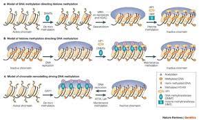 How to use modification in a sentence. Chromatin Modification And Epigenetic Reprogramming In Mammalian Development Nature Reviews Genetics