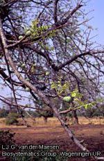 Image result for Helixanthera garciana