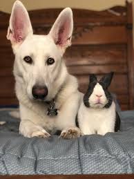 The 15 Most Unlikely Animal Friendships Caught On Camera Animals Friendship German Shepherd Puppies Shepherd Puppies