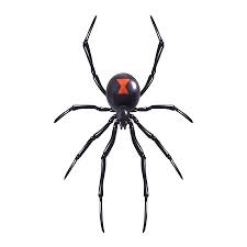 Redback spider southern black widow, red spiders s, black widow, spider web, scalable vector graphics png. 2 793 Black Widow Spider Cliparts Stock Vector And Royalty Free Black Widow Spider Illustrations