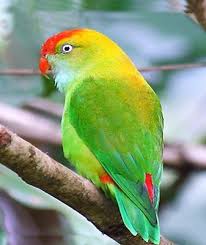 Pin On Lovebirds