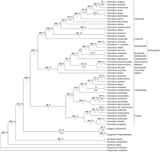 Image result for Utricularia reflexa