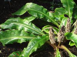 Image result for Palisota