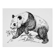 Kleine schattige rode panda op de vertakking van de beslissingsstructuur. Cute Black White Vintage Polar Bear Decor Poster Kleuren Kleurplaten Voor Volwassenen Kleurplaten