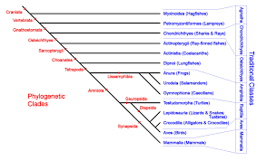 You could group the birds' characteristics according to one of these: Phylogenetic Taxonomy Of The Vertebrates