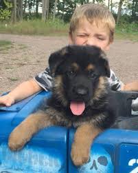 Paulette know that he misses them and the puppy classes what's your pup. Akc Male German Shepherd Puppy From German Import Mother For Sale In Bloomer Wisconsin Classified Americanlisted Com