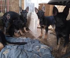Hi i have 7 quality german shepherd puppies for sale. Ypnk2ngqsbirum