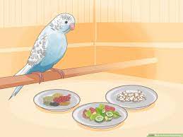 Feeding Baby Budgies Step By Step Guide