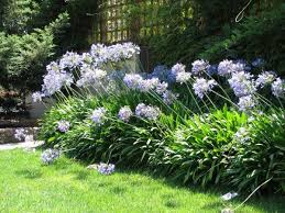 Organic Agapanthus Check Agapanthus Plant Agapanthus Garden Agapanthus In Pots