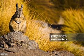 Image result for viscacha
