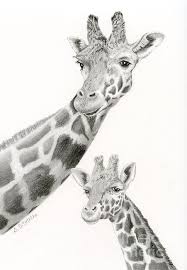 Title Giraffes Black And White Artist Sarah Batalka Medium Drawing Graphite Pencil On Bristol Board Black And White Artist Giraffe Giraffe Drawing