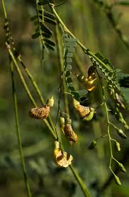 Image result for Sesbania sesban