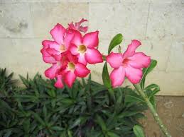 Did you scroll all this way to get facts about tropical flowering plants? Philippine Trees And Garden Flowers My Philippine Life