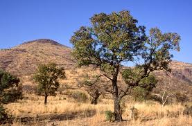 Image result for Faurea rochetiana